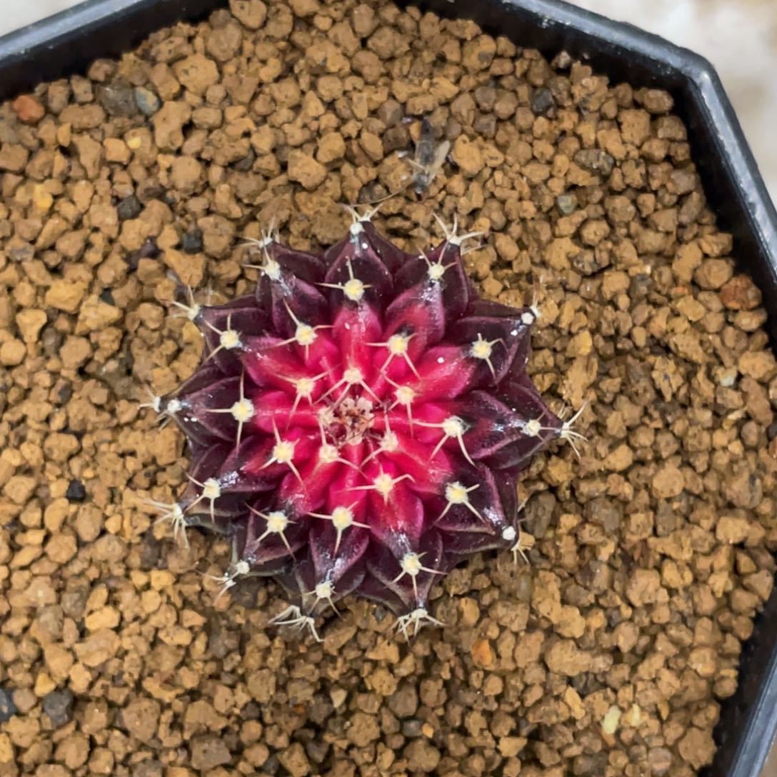 u***姐当前无花朵，栽培后可花朵丹顶