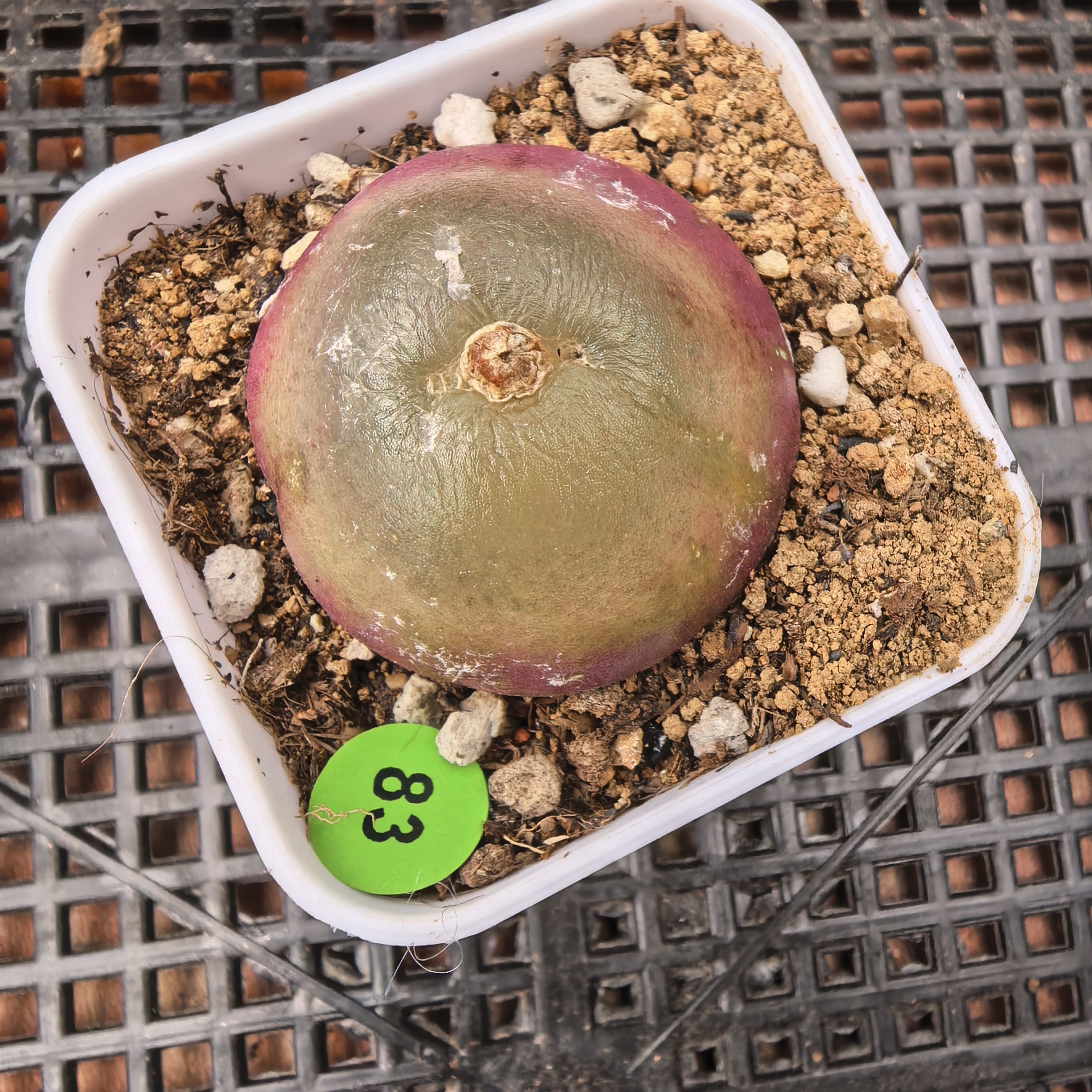 灯泡3.2-3.4CM（小瑕疵）带盆多肉83