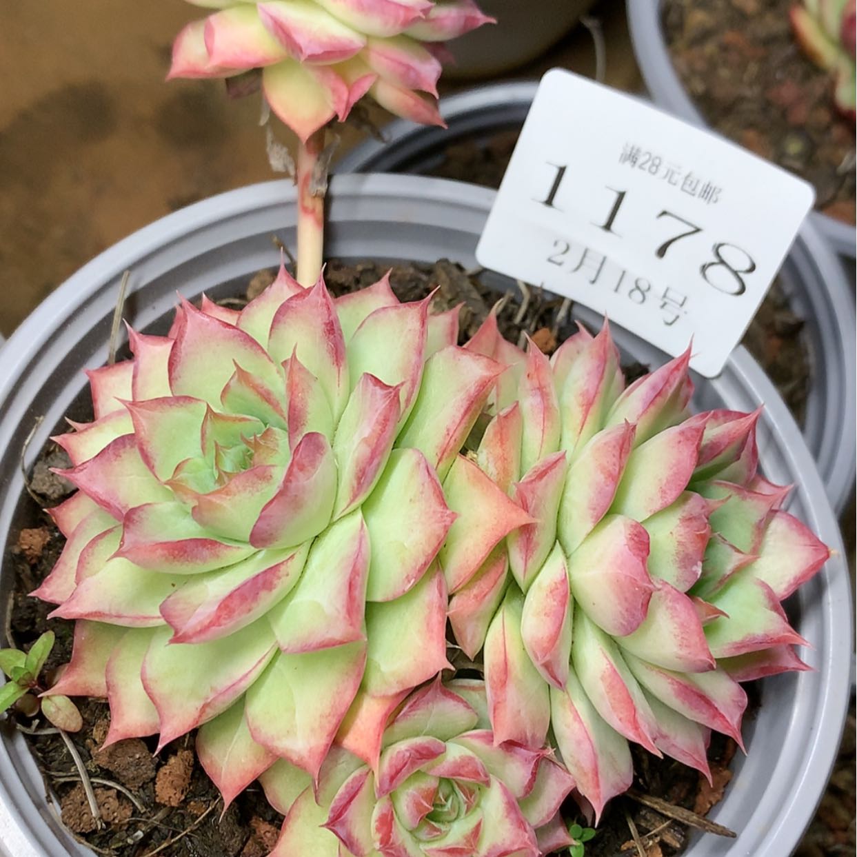 【闪购商品】云1178