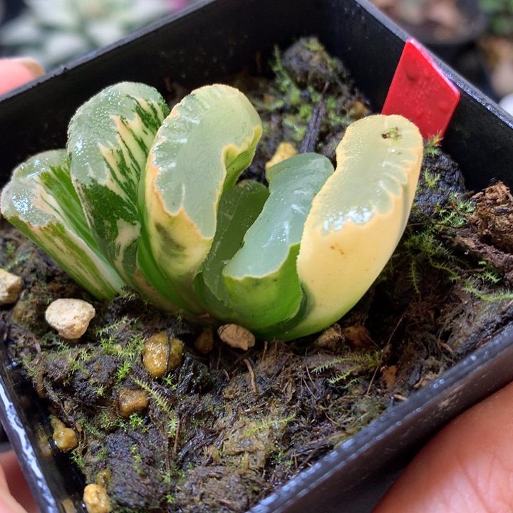鬼盐城玉扇锦带盆土发货