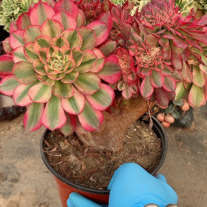 万白朵朵脱土发货啊