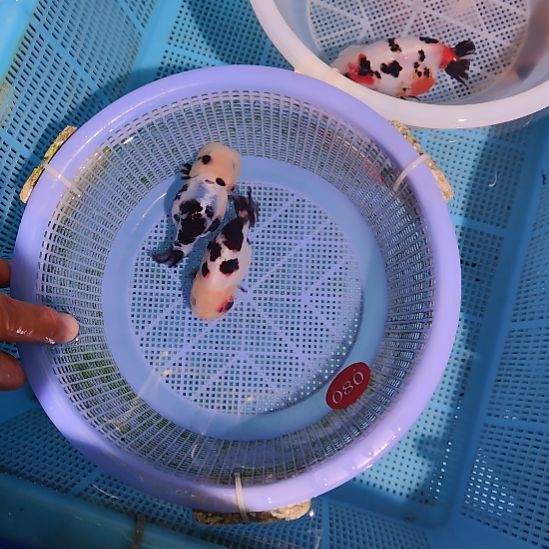 挞***阳金鱼080兰寿两只特价顺丰包邮