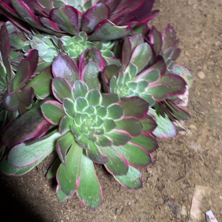 264多肉植物一物拍