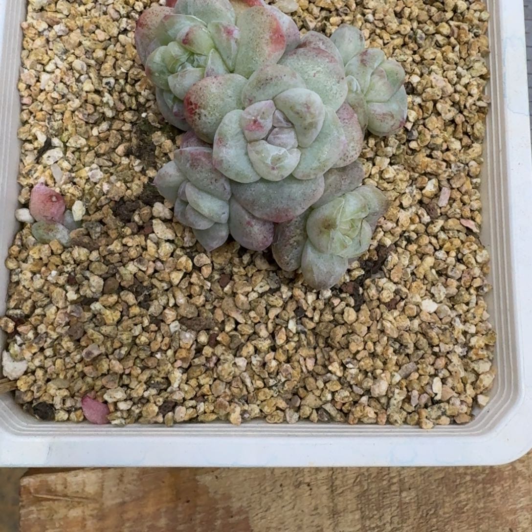 沫****一物一拍不退不换