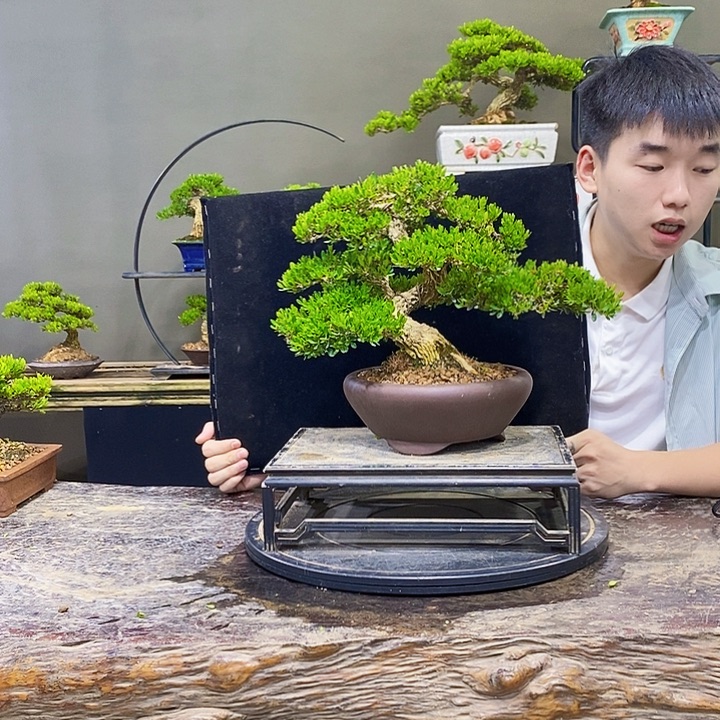 无花朵黄杨盆景四季常青