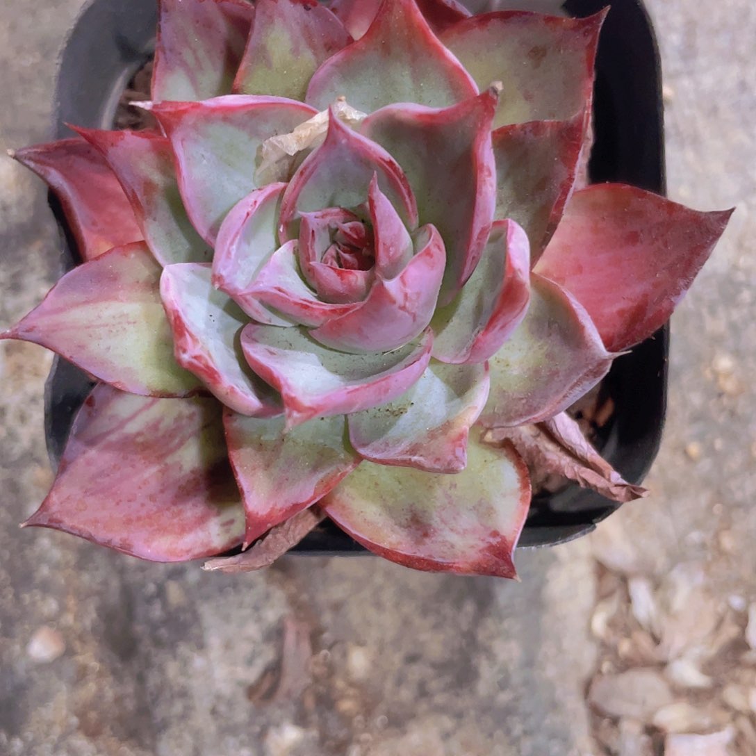 惊鸿仙子w039一物一拍