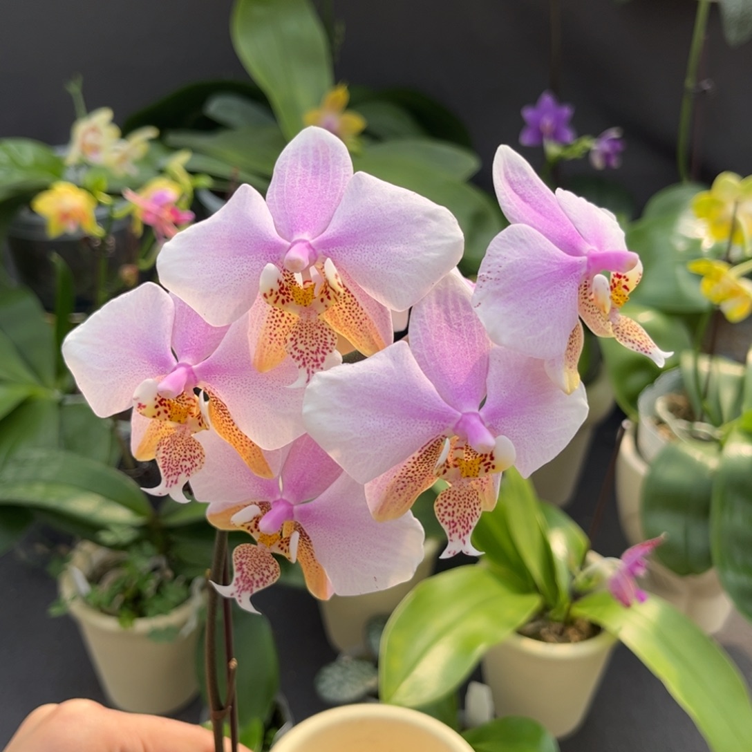 完全开放2.5寸23pu开花株