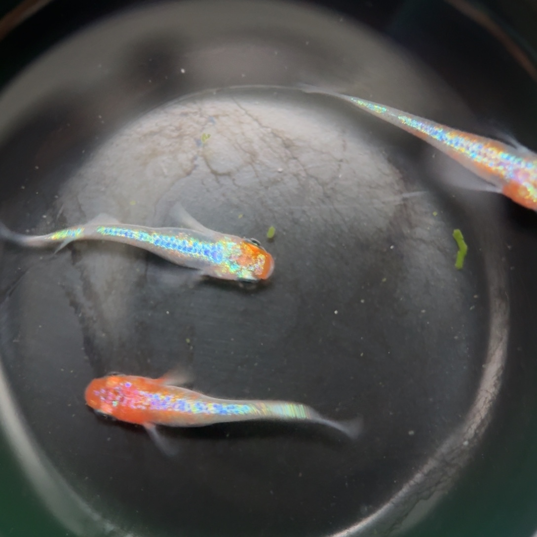青鳉编号 2 克拉斯 1 对