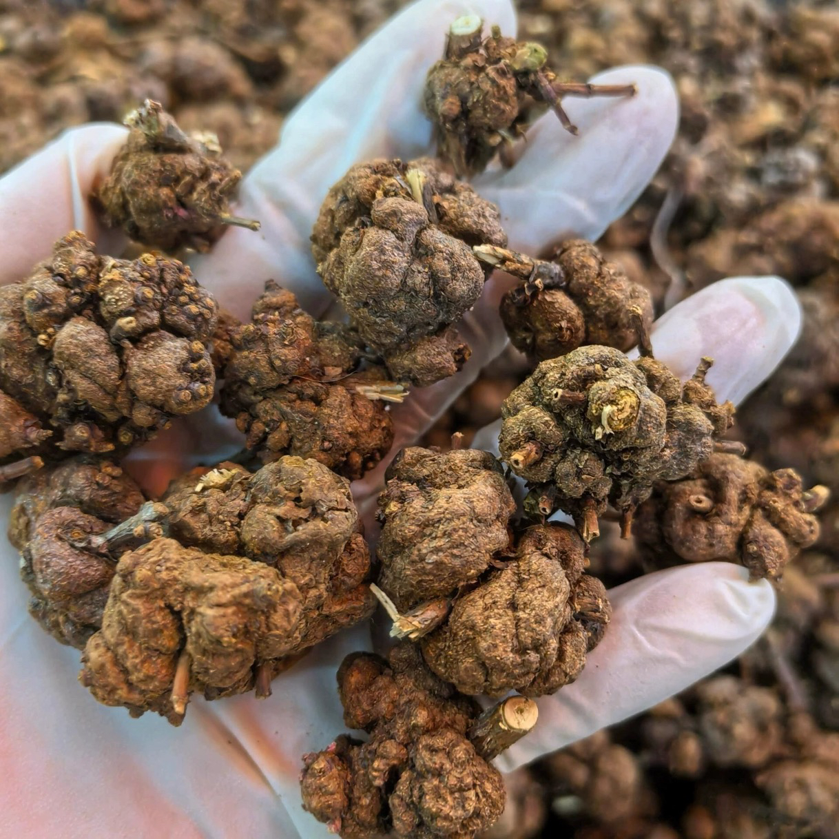 云南深山.野生【消、榴、果】传统滋补参农产品500g