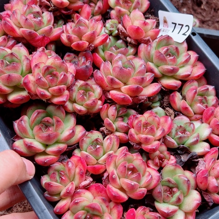 零***C多肉植物多肉植物