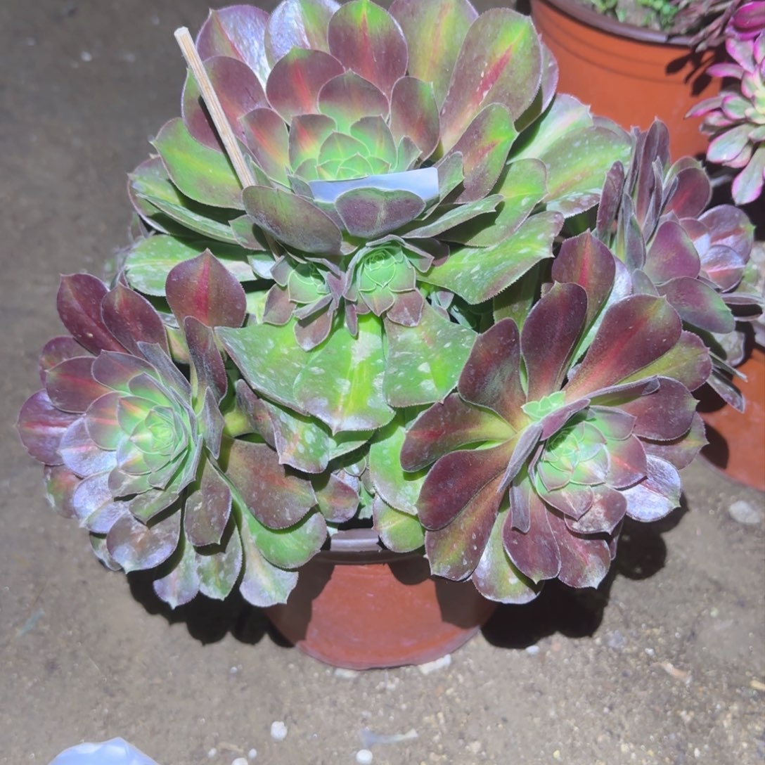 女巫中班法师多肉008