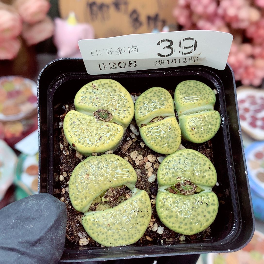 生石花满18包邮8-39