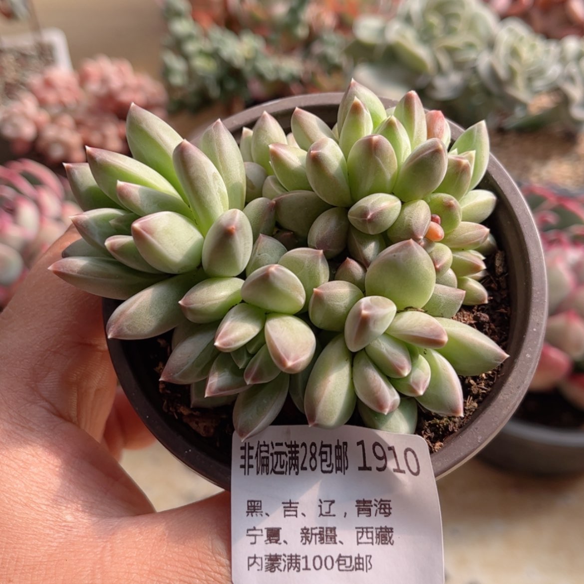 【闪购商品】1910青花瓷