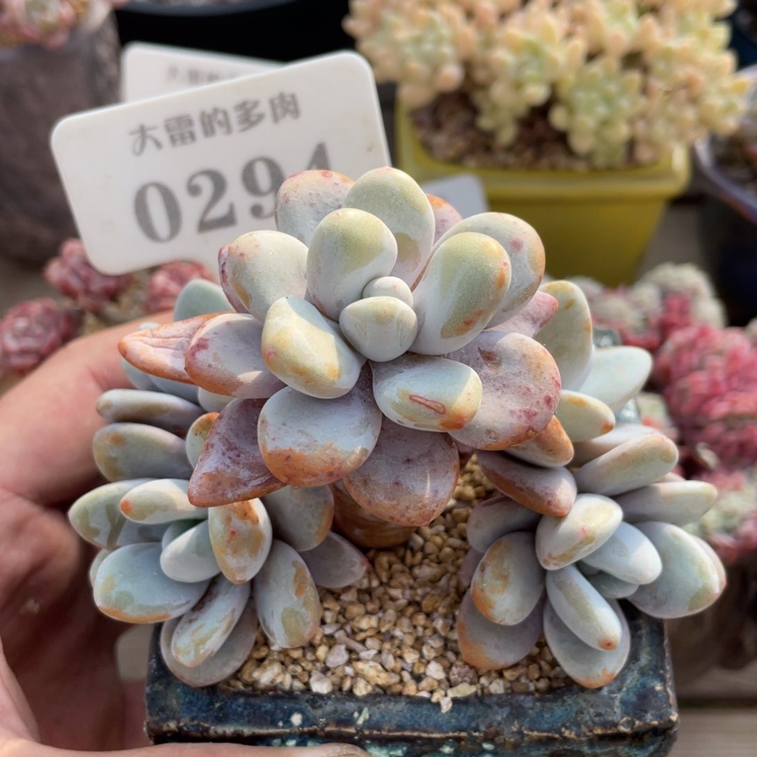 0294粉兔不带盆10厘米