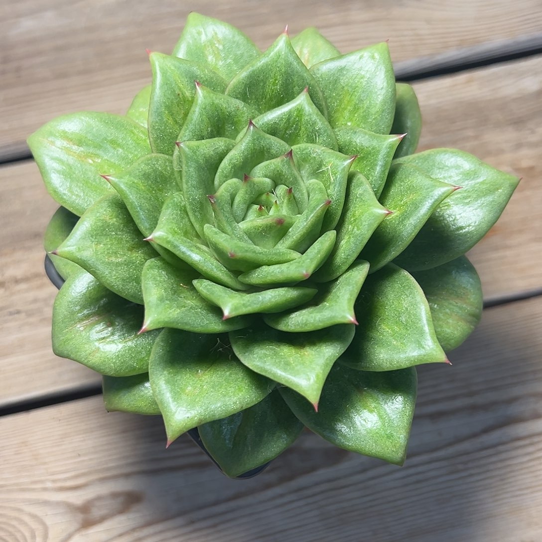 8-24-40精控蔷薇锦
