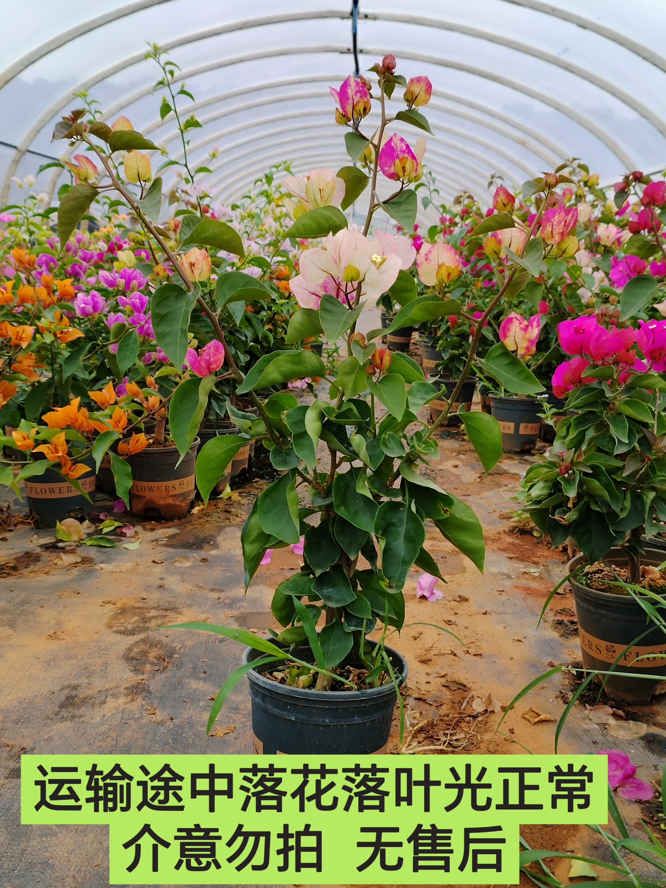 【画报—周兄弟】运输途中会落花落叶落秃 轻微折枝介意勿拍