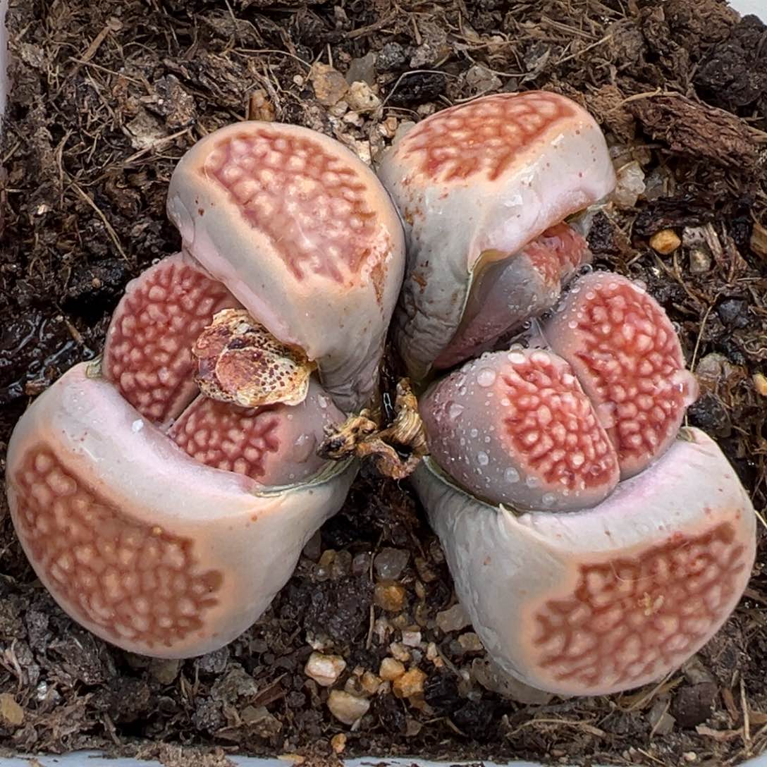 2.23好看的多肉583