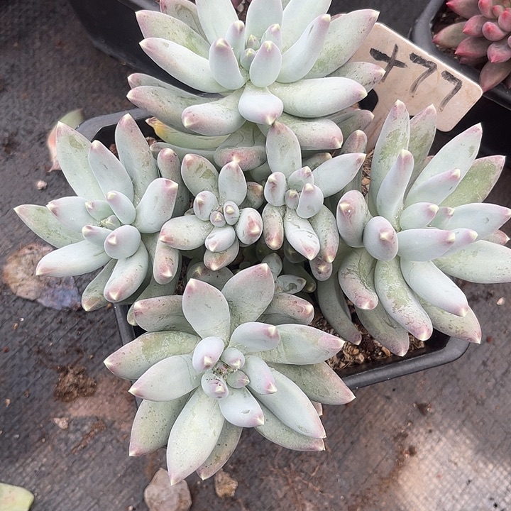 两单包邮，一物一拍77天空美人