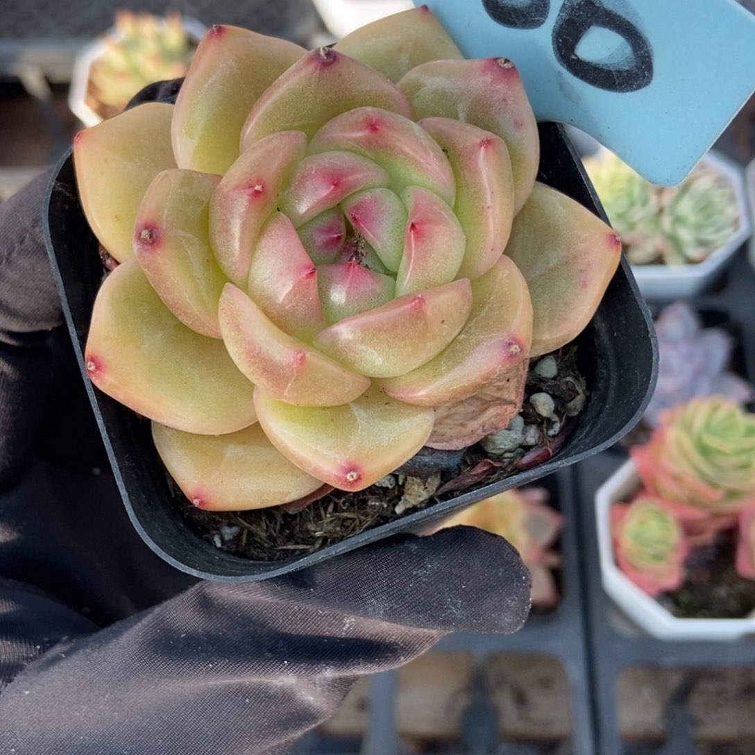 500夏洛特玫瑰多肉