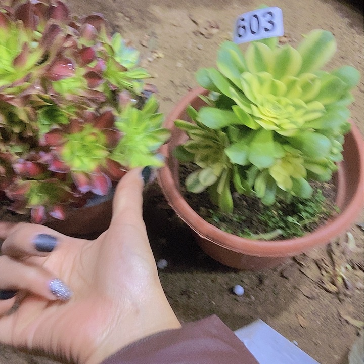 603两个老庄朵朵特价不周正