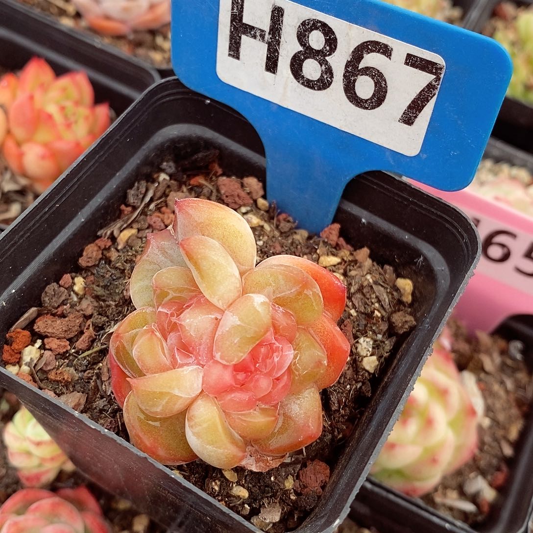 糖钻5cm多肉植物