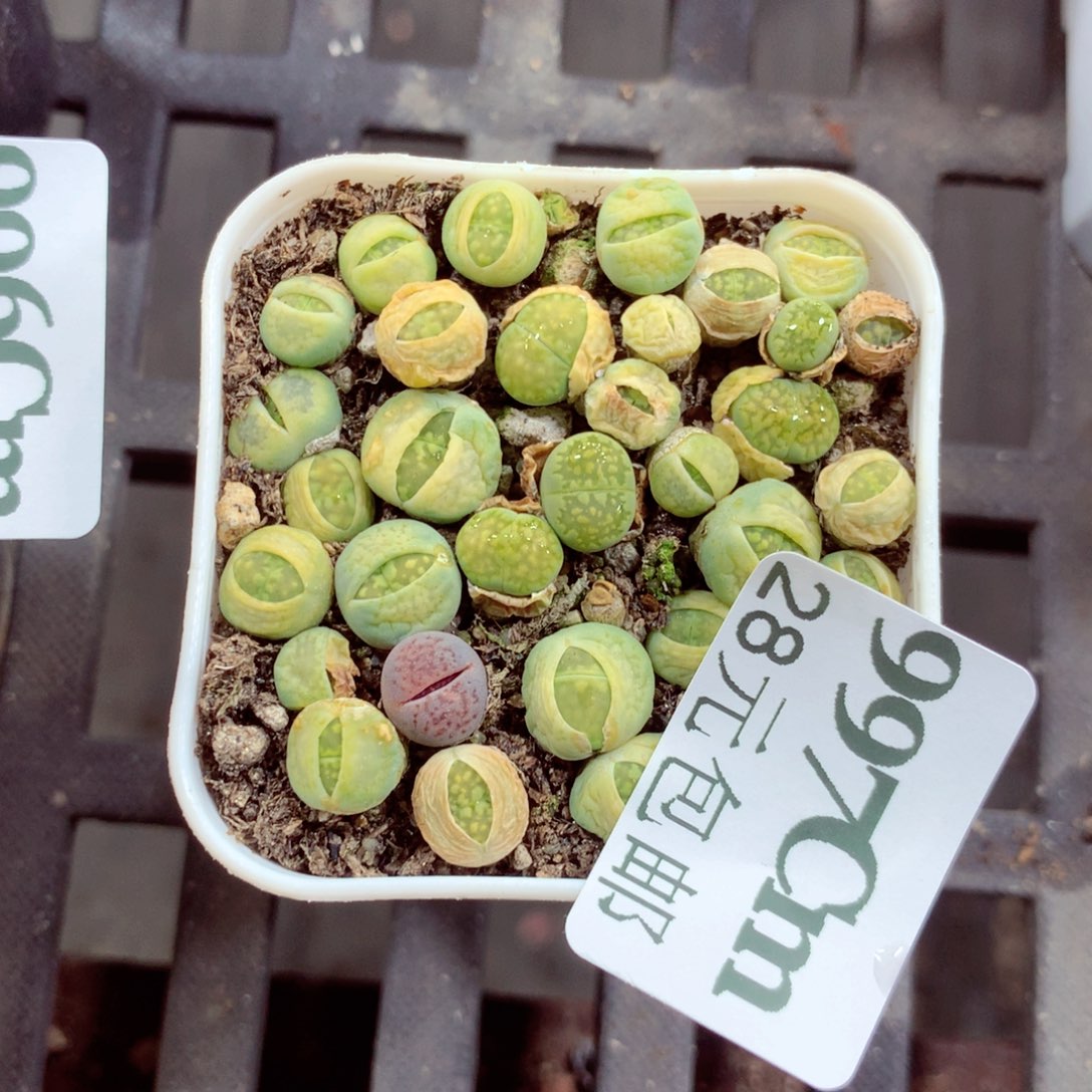 5厘米盆精控多肉997