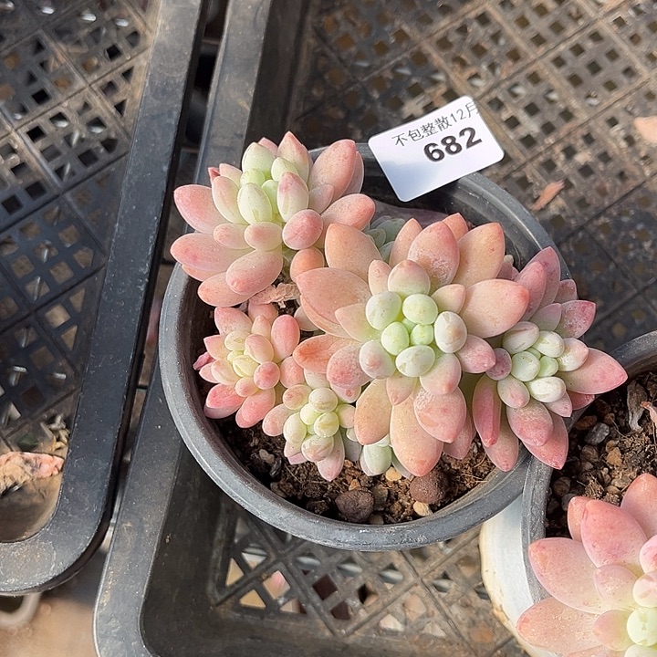 阿雅园艺。    682粉玉团子