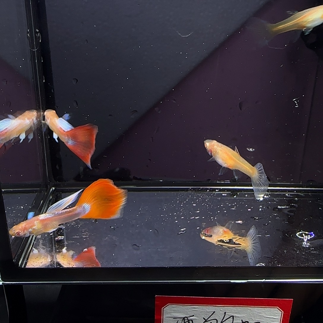 孔雀鱼火烧云两对