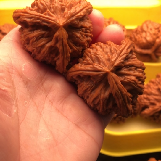 北***伟核桃核桃核桃核桃核桃