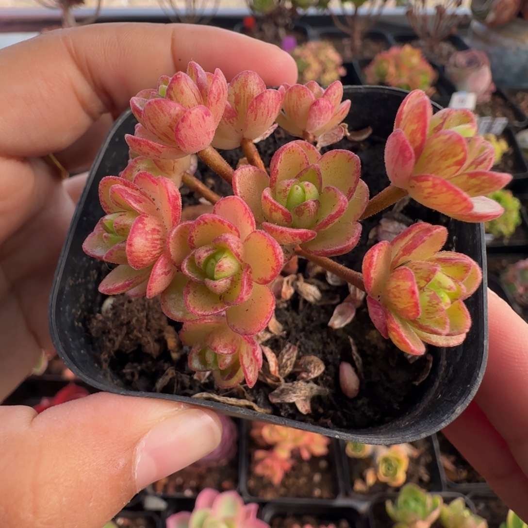 L620半城橄榄系列彩画