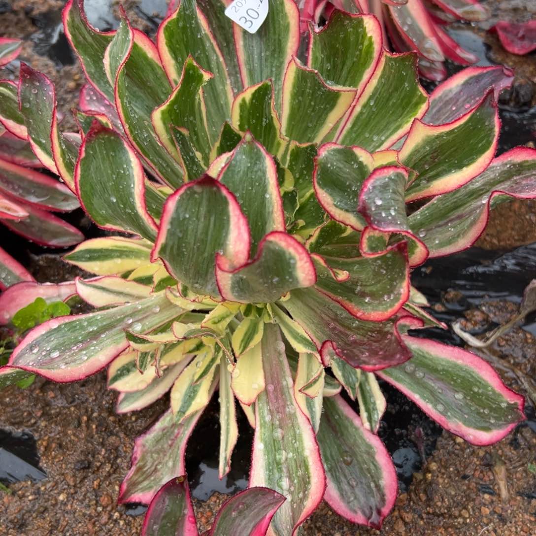 45魅影多肉植物系