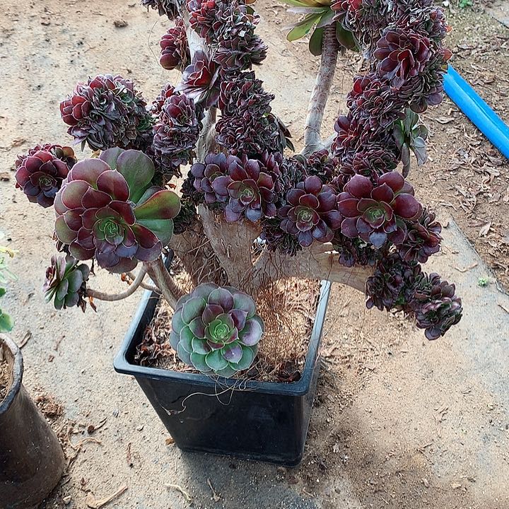 荷兰圆叶脱土发货啊