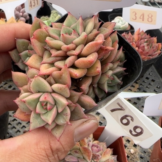 369特斯拉一物一拍多肉