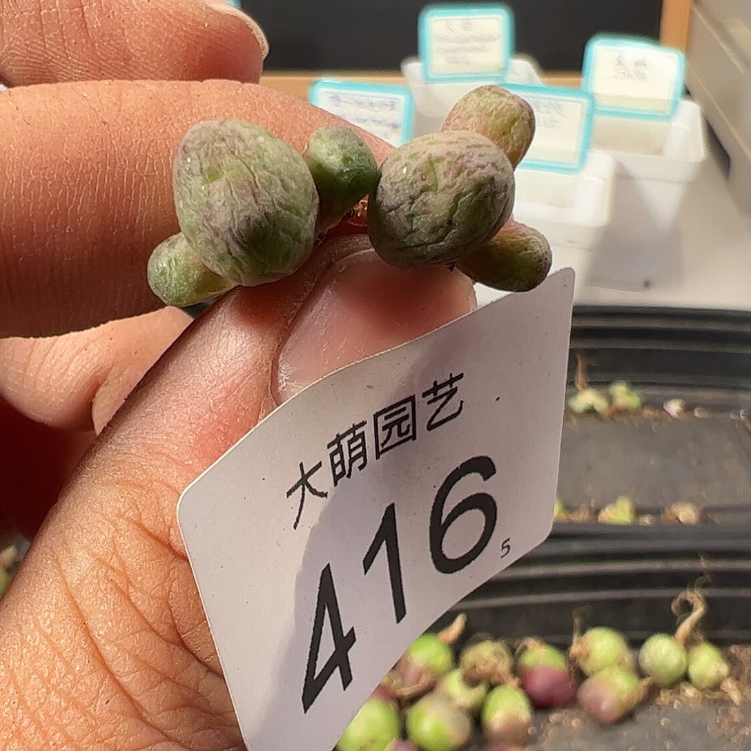 0000416 一物一拍……