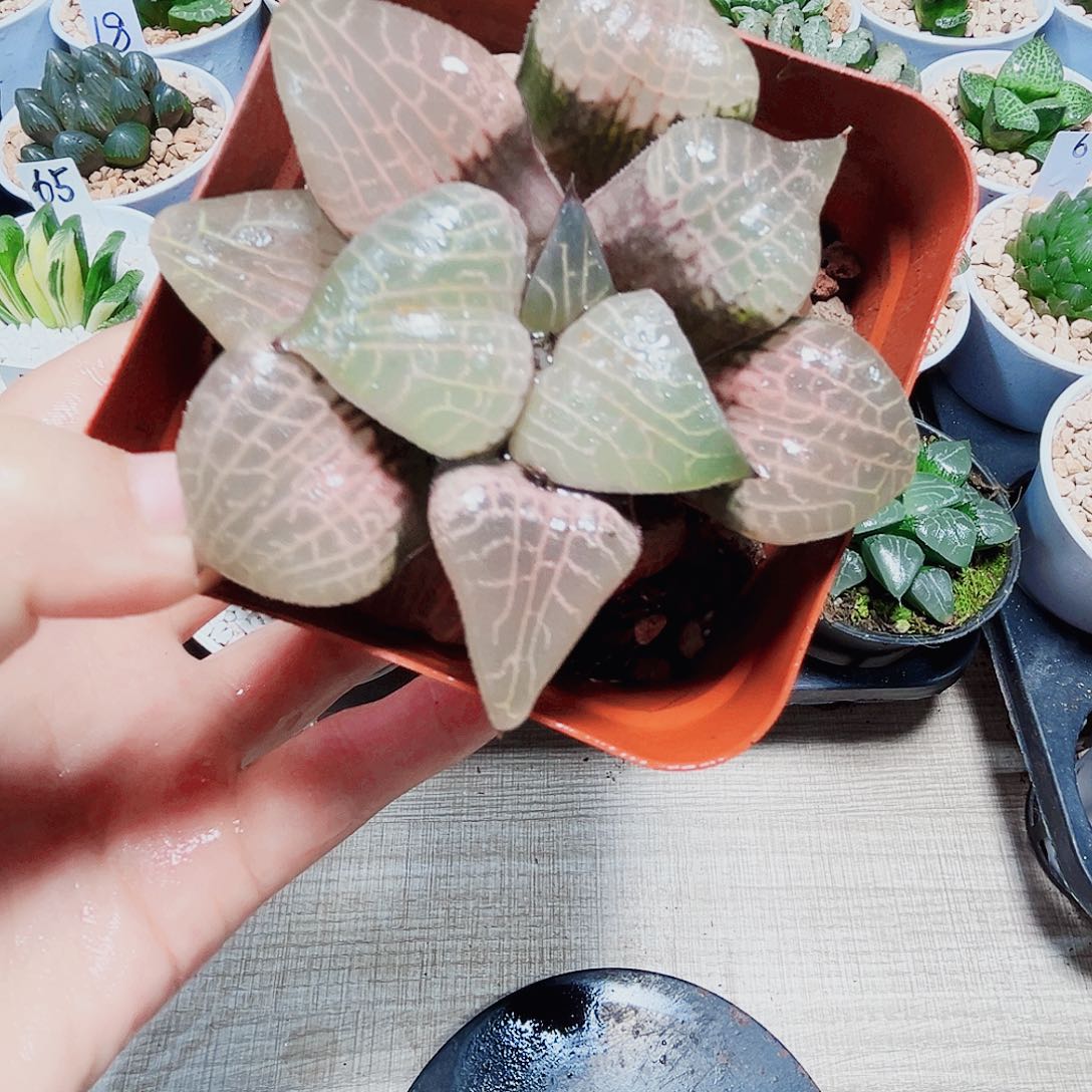 粉玻璃康平多肉植物6666