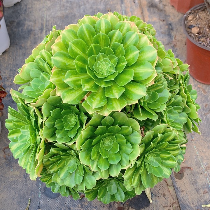 288翡翠琉璃精品法师多肉