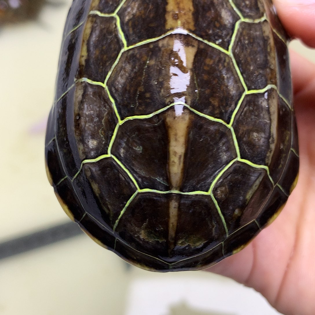 绿毛龟母中华草龟不分