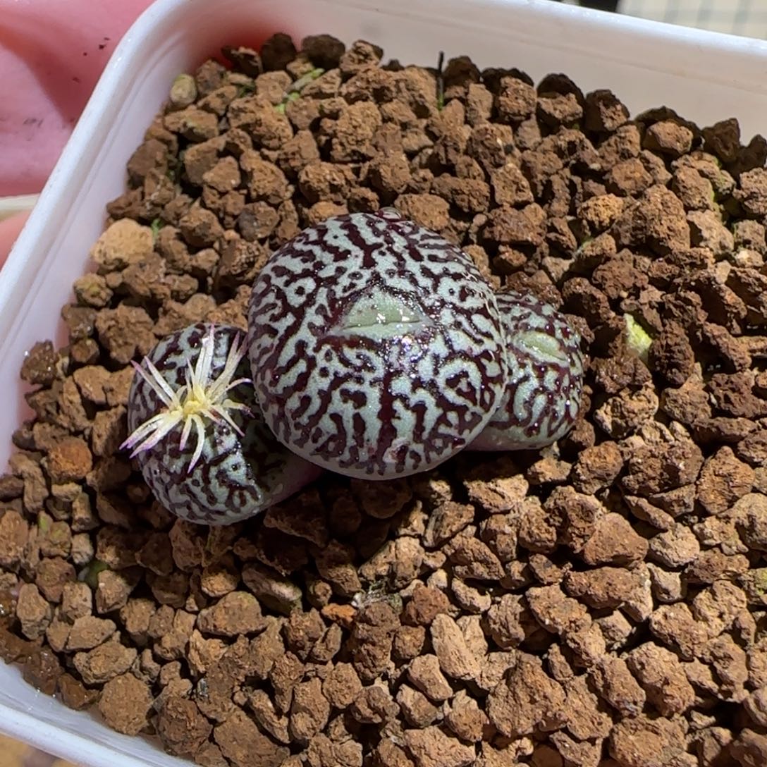 肉锥多肉植物组合-墨1406