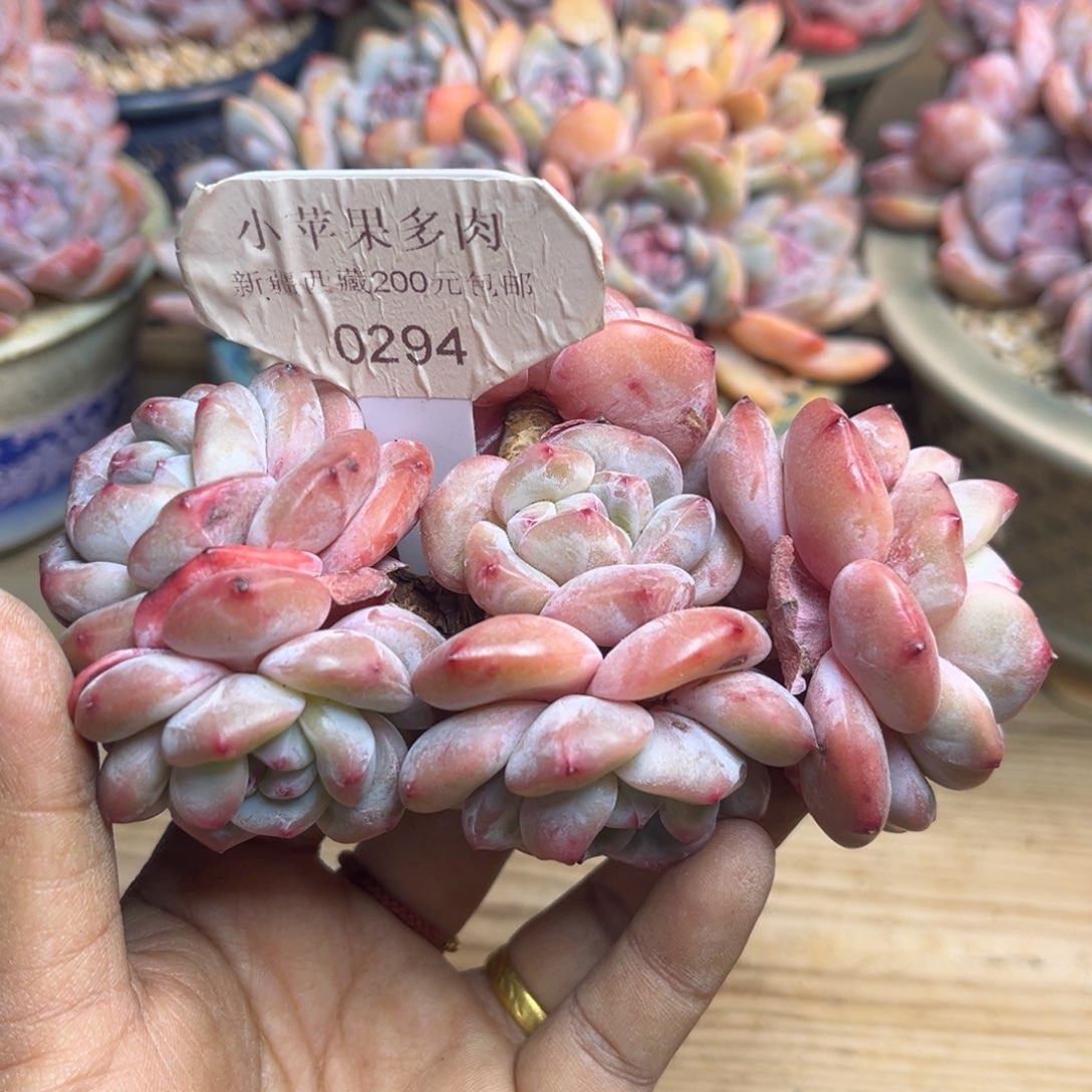 绿底紫心294/11cm6头