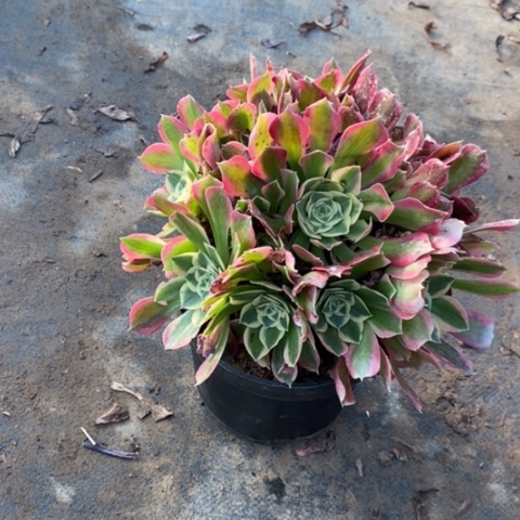 白凤多肉植物013