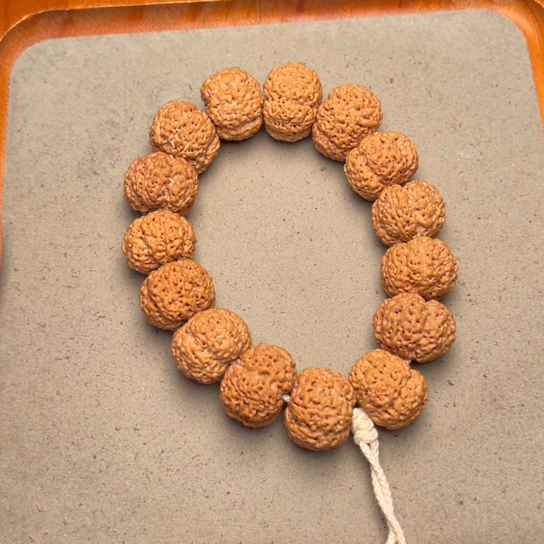 菩提11号金刚菩提蜂王22+