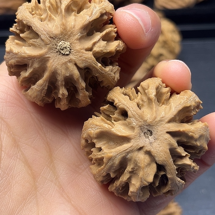 k***k木质类秦岭突突突突突突