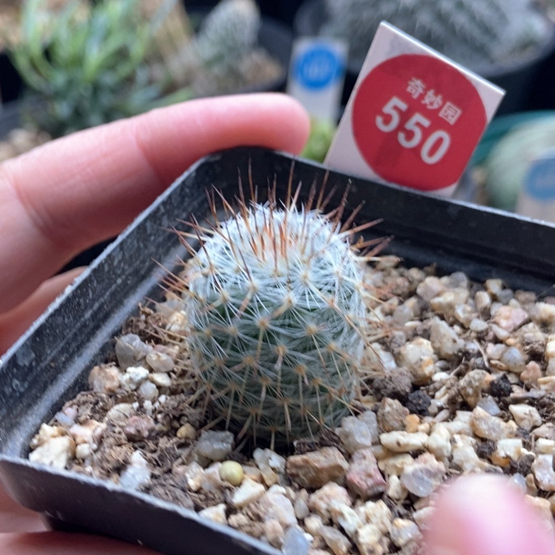 实生输入欧系梦黄金2.4cm