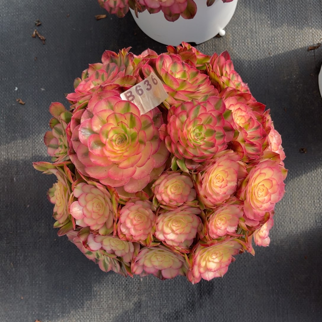 ****&荔枝，一物一拍，636