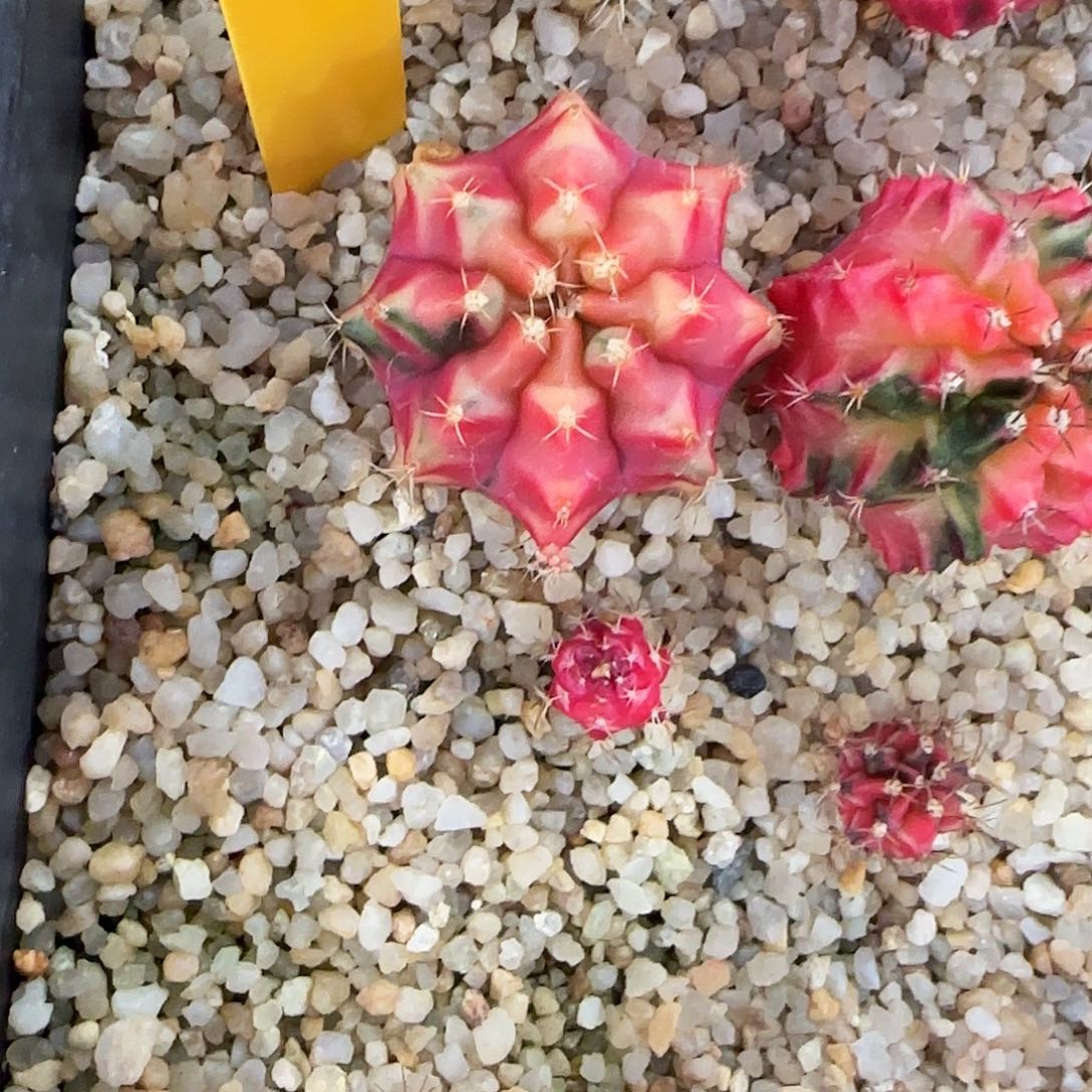 L589-1225泰国发货