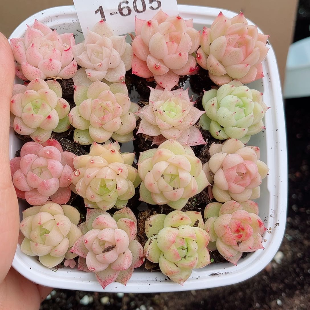 1-605 新疆西藏内蒙不发 12.8包邮2-3公分多肉