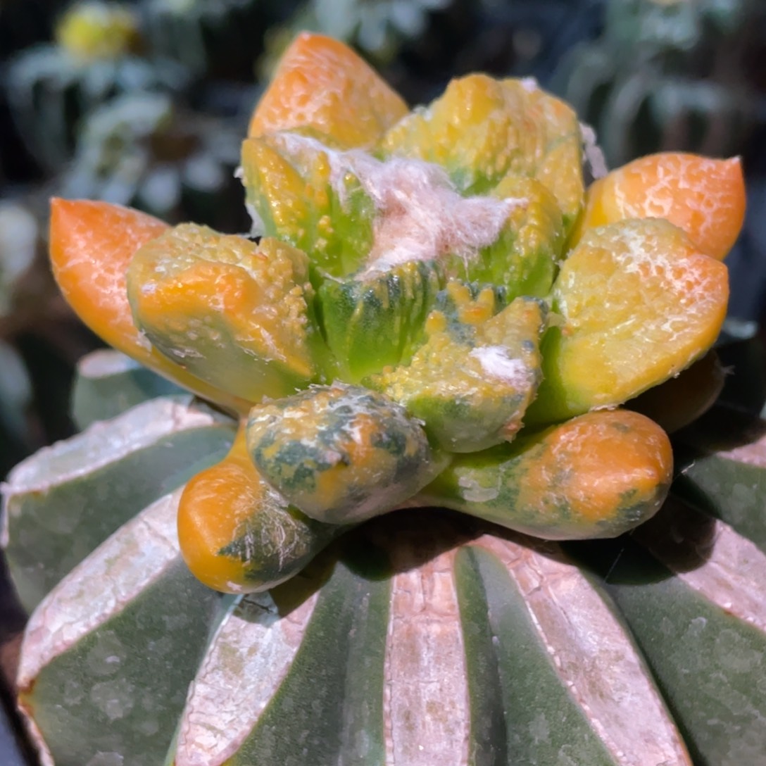 全部花朵拉丝纹锦牡丹锦221