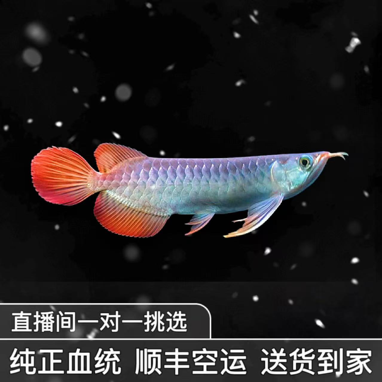 【纯血龙苗】印尼纯血红龙鱼绿皮辣椒红龙超血红龙鱼