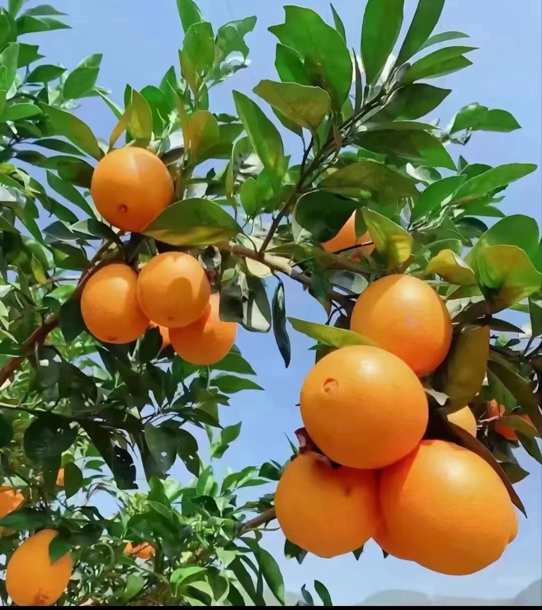 正宗赣南脐橙新鲜现摘香甜爆汁应季水果产地直发批发江西赣州脐橙