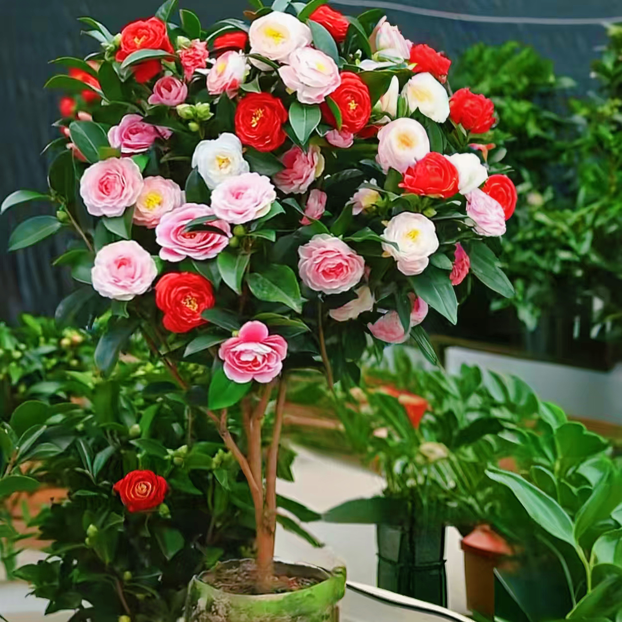 70cm - 90cm加大加高茶花原盆原土带花苞适合室内外种植